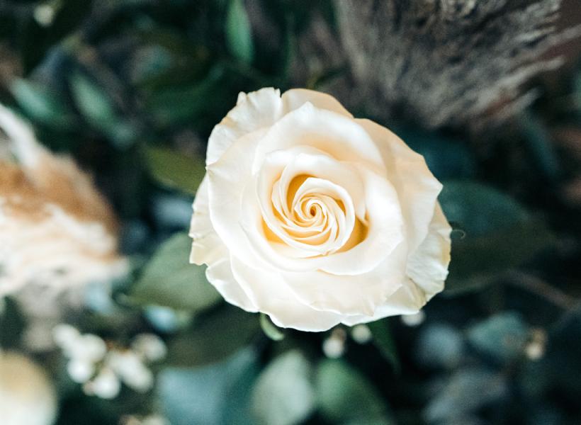 A blooming white rose, symbolizing purity and delicacy.